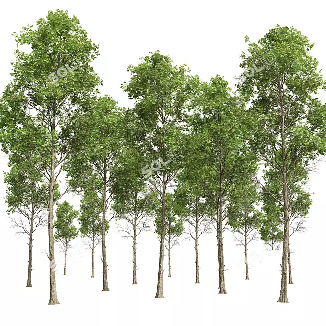 Detailed Fagus Sylvatica Tree Model 3D model image 2