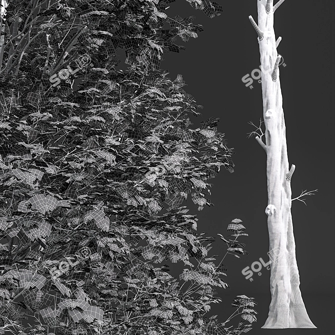 Detailed Fagus Sylvatica Tree Model 3D model image 4
