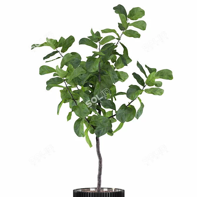 Exquisite Ficus Lyrata Plant Collection 3D model image 6