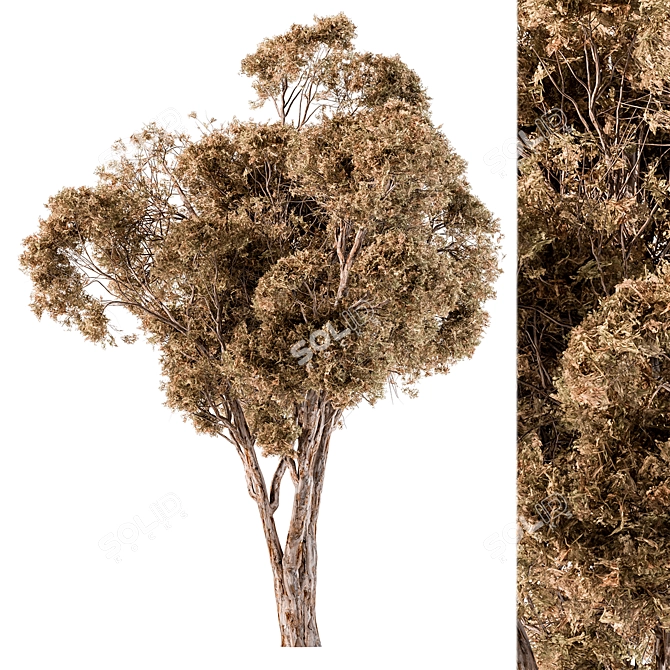 Broadleaf Dried Tree Assortment Set 3D model image 1