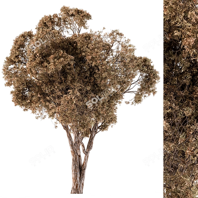 Broadleaf Dried Tree Assortment Set 3D model image 2