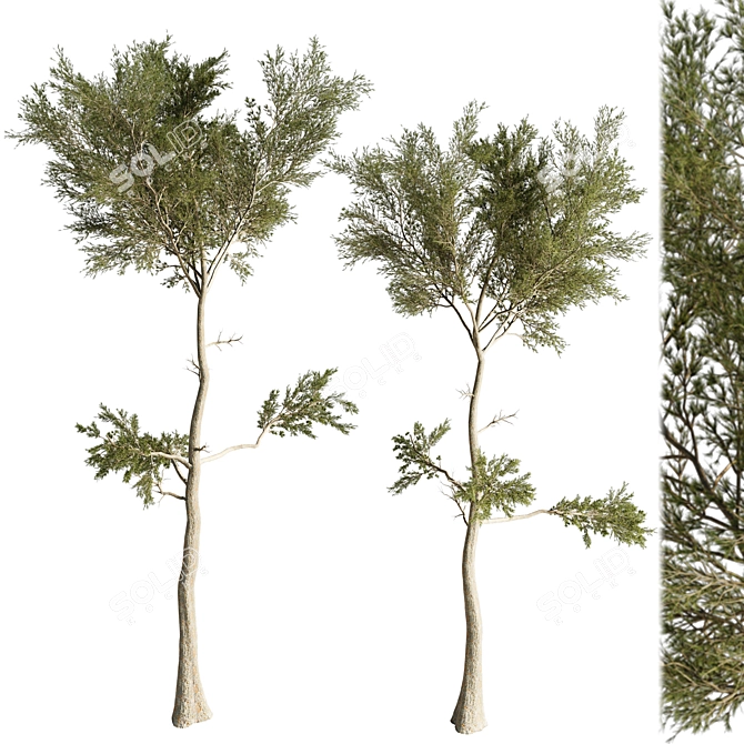 Pine Wood 3D Model Collection 3D model image 1