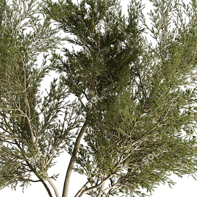 Pine Wood 3D Model Collection 3D model image 2