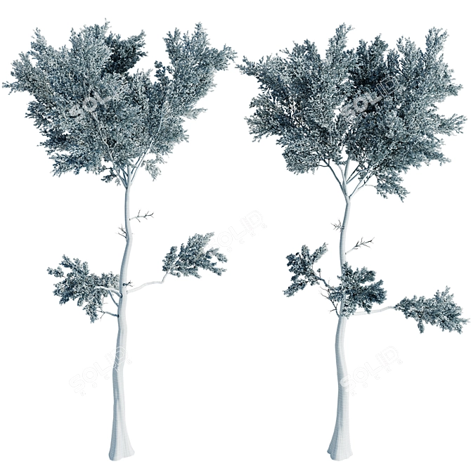 Pine Wood 3D Model Collection 3D model image 3