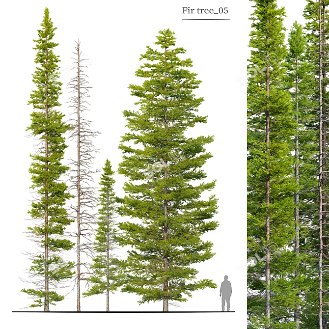 Abies Fir Tree Model Pack 3D model image 1