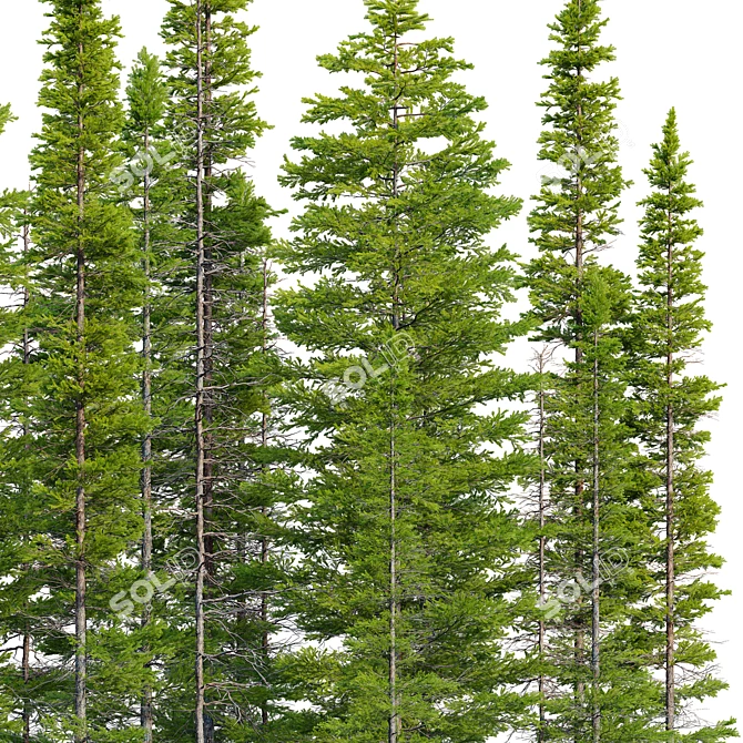 Abies Fir Tree Model Pack 3D model image 2