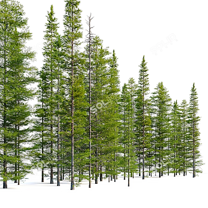 Abies Fir Tree Model Pack 3D model image 3
