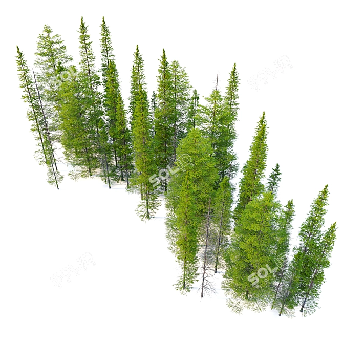 Abies Fir Tree Model Pack 3D model image 4