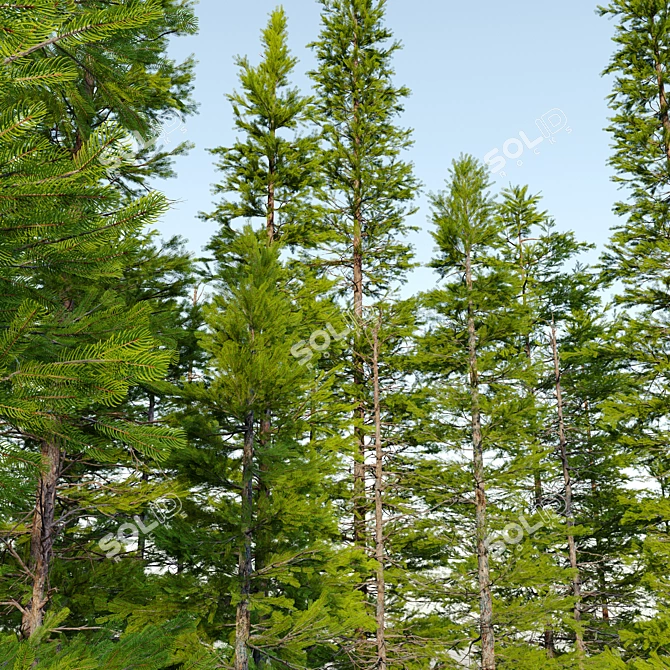 Abies Fir Tree Model Pack 3D model image 5