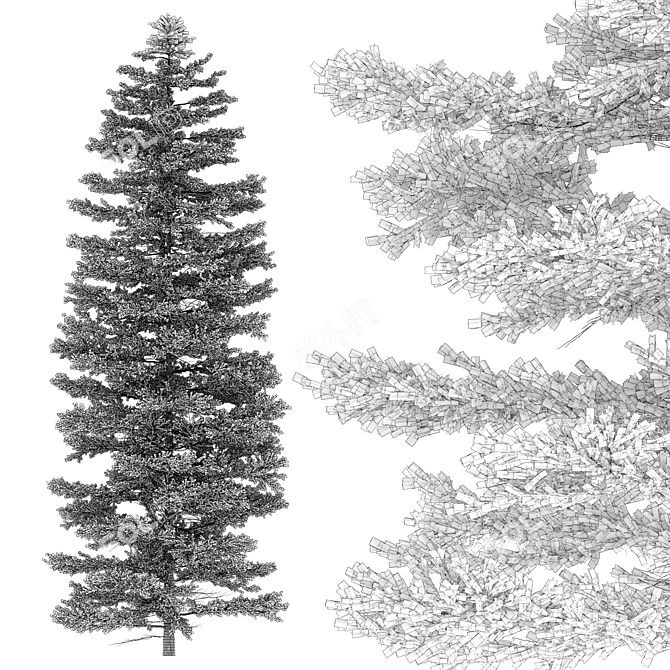 Abies Fir Tree Model Pack 3D model image 6