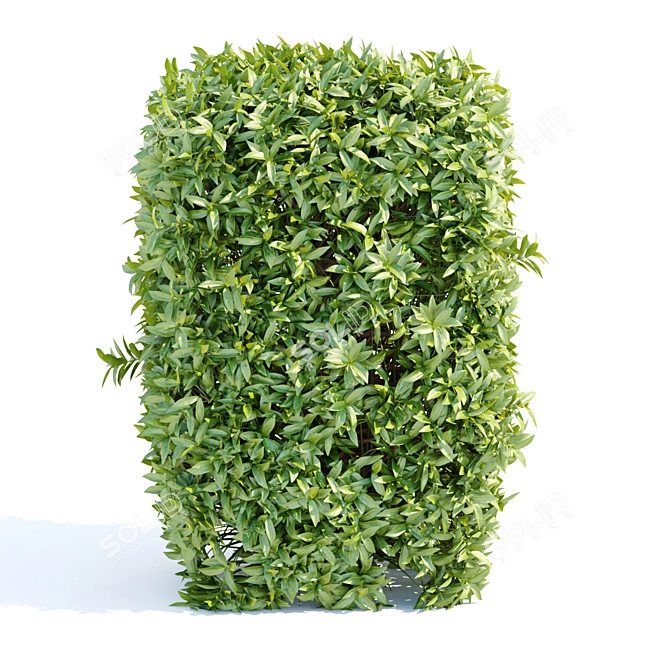 Laurel Hedge Collection Vol. 129 3D model image 2