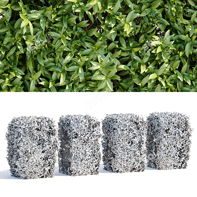 Laurel Hedge Collection Vol. 129 3D model image 4