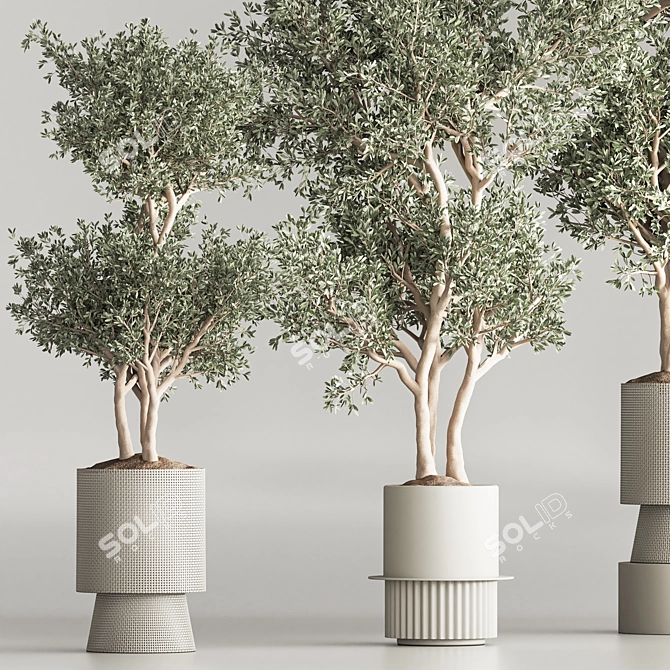 Modern Indoor Plant Set 3D Model 3D model image 6