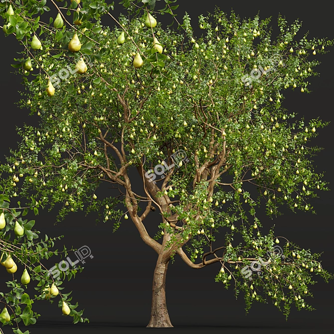 Pear Pyrus Communis 3D Plant 3D model image 2