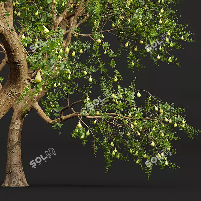 Pear Pyrus Communis 3D Plant 3D model image 3