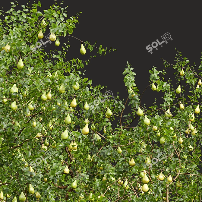 Pear Pyrus Communis 3D Plant 3D model image 4