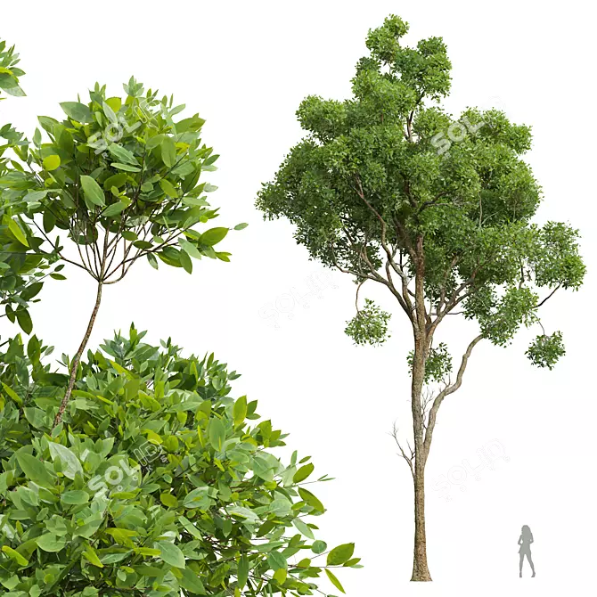 Camphor Tree 3D Model Set 3D model image 1