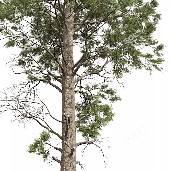 Atlantic White Cedar 3D Model 3D model image 3