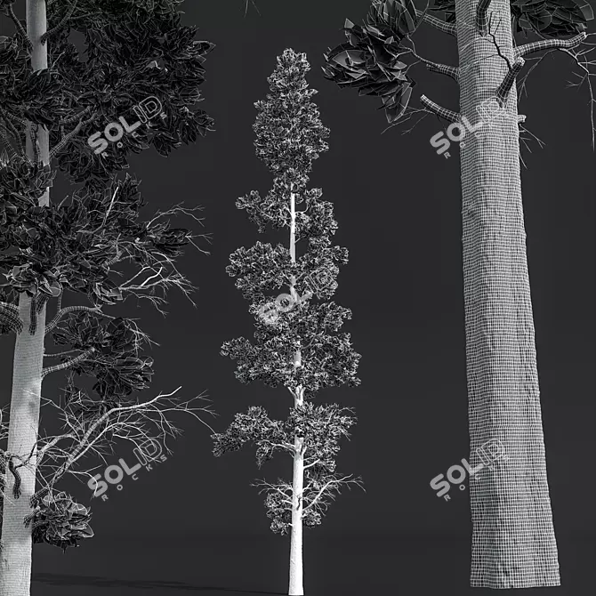 Atlantic White Cedar 3D Model 3D model image 4