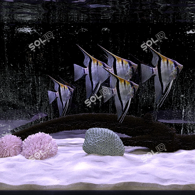 Aquarium Angel Fish 3D Model 3D model image 2