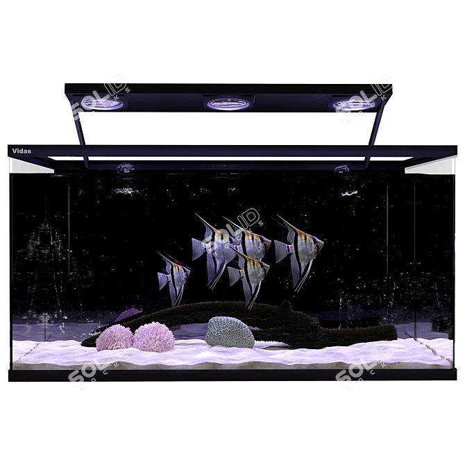 Aquarium Angel Fish 3D Model 3D model image 7