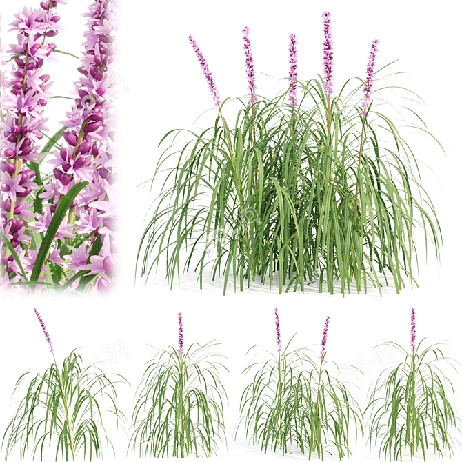 Outdoor Lilyturf Collection - Vol. 131 3D model image 1