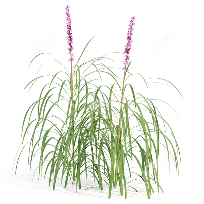 Outdoor Lilyturf Collection - Vol. 131 3D model image 4