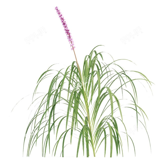 Outdoor Lilyturf Collection - Vol. 131 3D model image 5