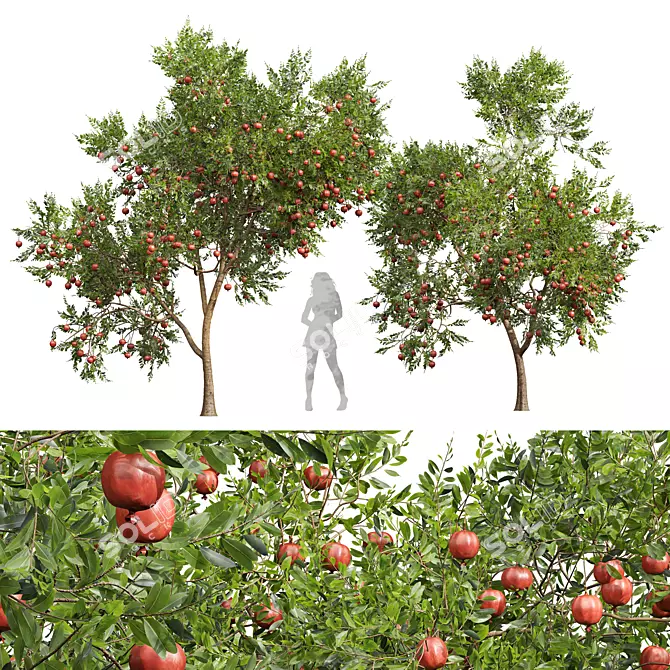 Pomegranate Plant 3D Models Set 3D model image 1