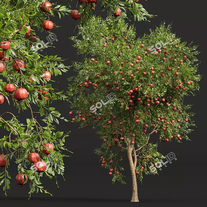 Pomegranate Plant 3D Models Set 3D model image 2