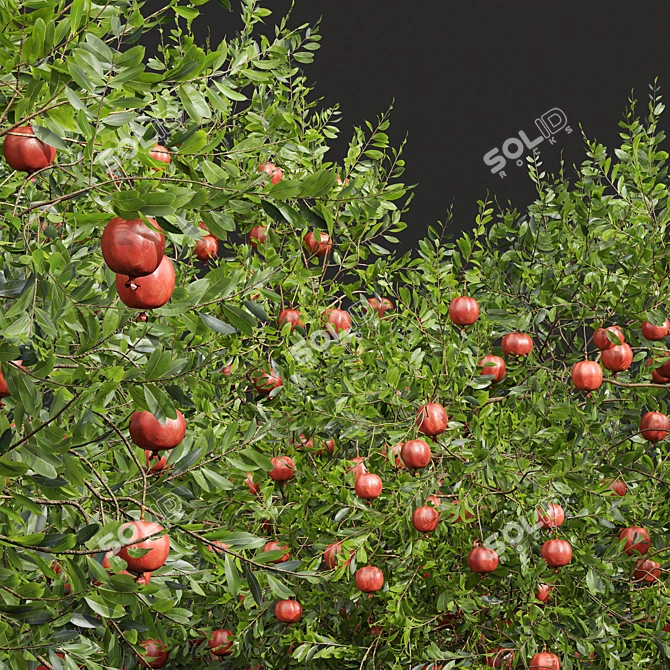 Pomegranate Plant 3D Models Set 3D model image 3