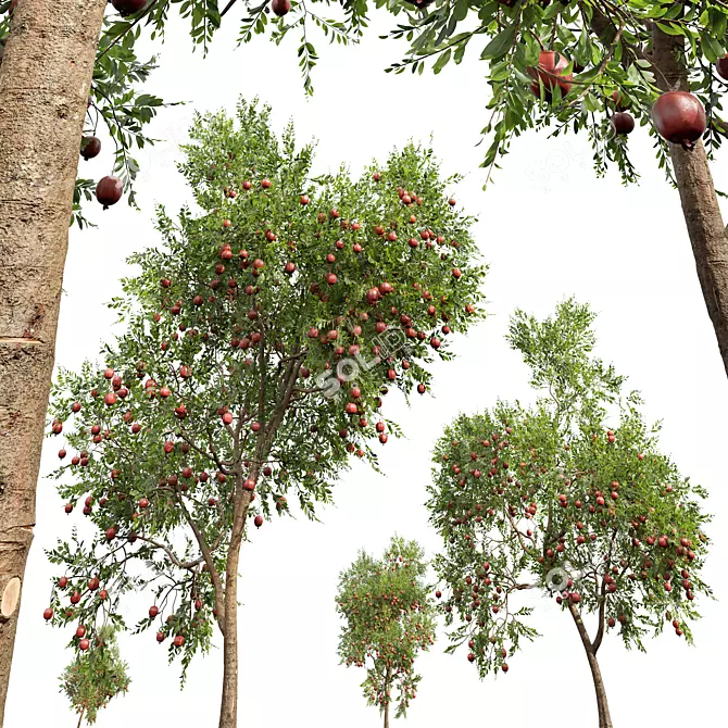 Pomegranate Plant 3D Models Set 3D model image 4