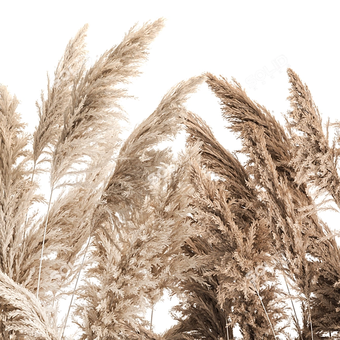 Rustic Reed Bouquet in Pampas Grass Pot 3D model image 5