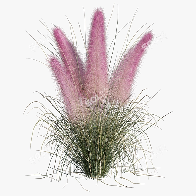 Pink Muhly Grass 3D Model 3D model image 3