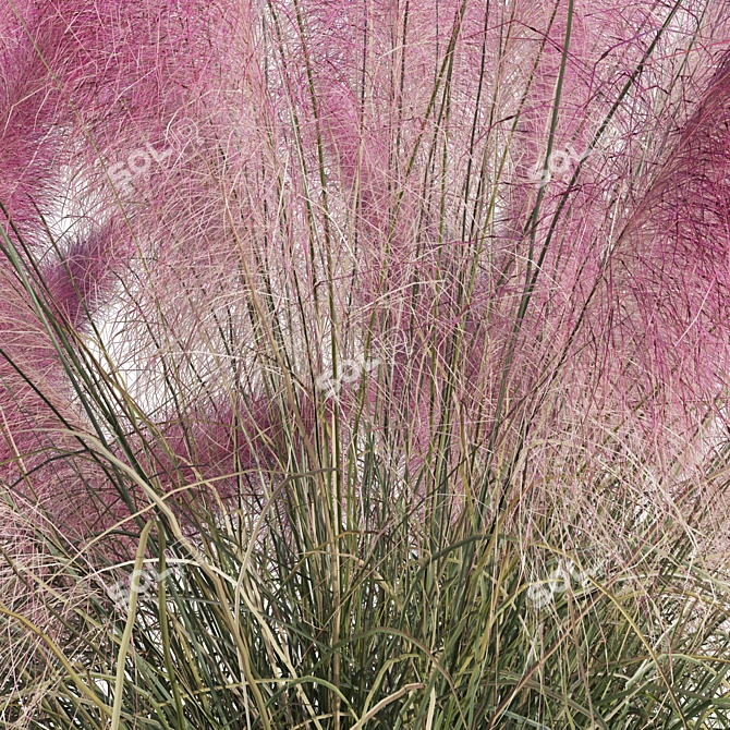 Pink Muhly Grass 3D Model 3D model image 6