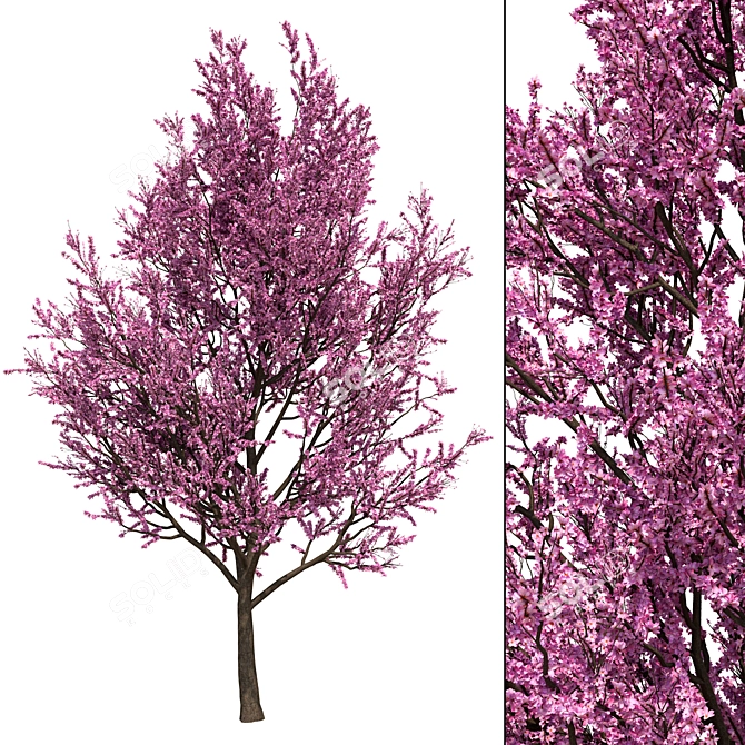  Cherry Blossom Tree 2014 3D model image 1