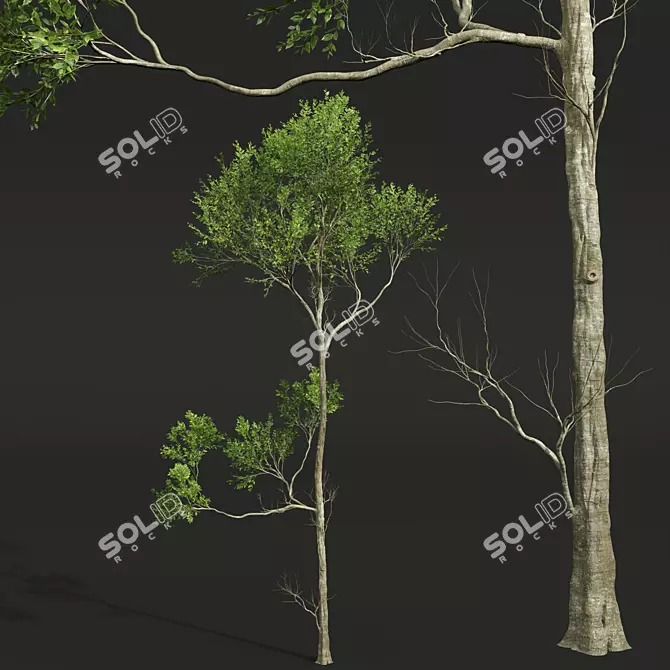 American Beech Tree 3D Models 3D model image 3