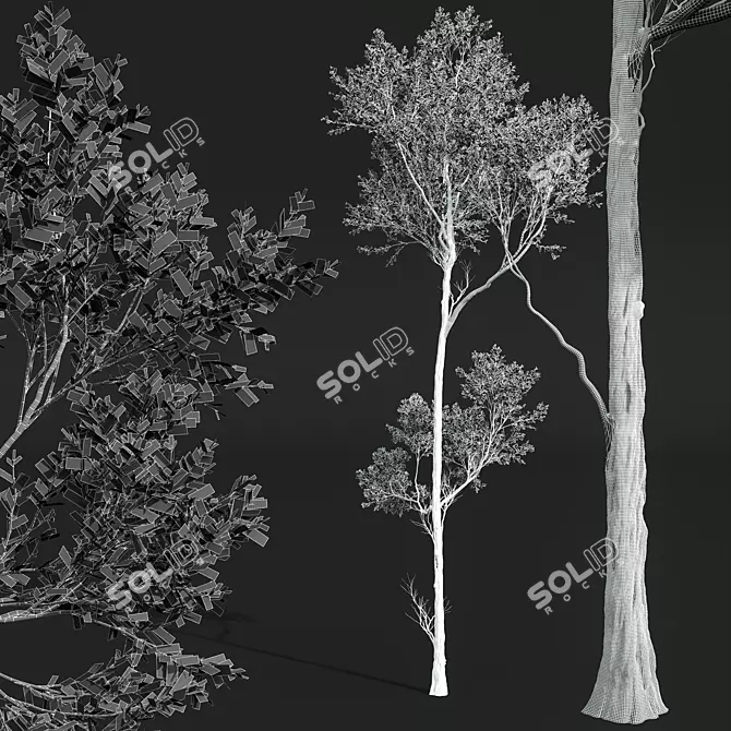 American Beech Tree 3D Models 3D model image 4