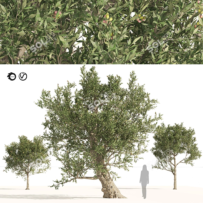 Mediterranean Olive Trees 3D Model 3D model image 1