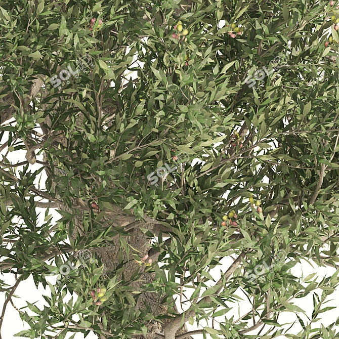 Mediterranean Olive Trees 3D Model 3D model image 2