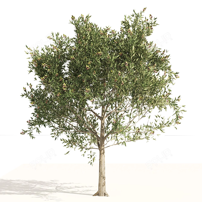 Mediterranean Olive Trees 3D Model 3D model image 3