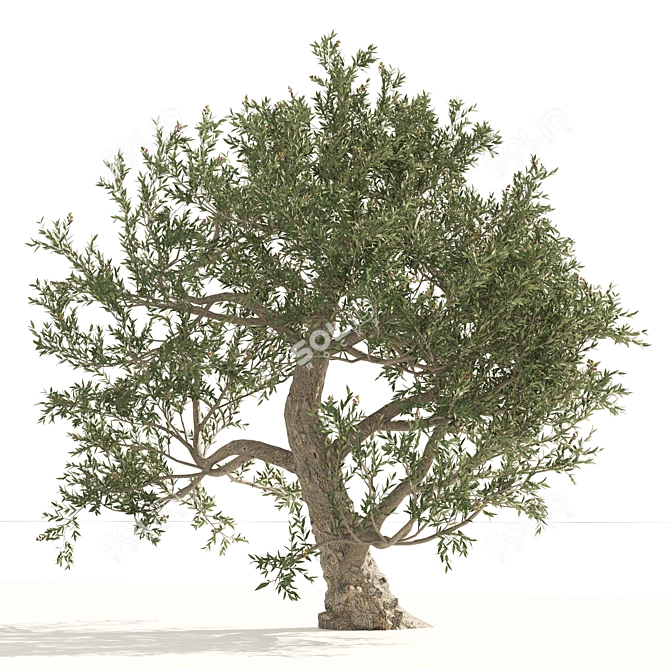 Mediterranean Olive Trees 3D Model 3D model image 4