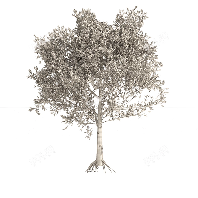 Mediterranean Olive Trees 3D Model 3D model image 5