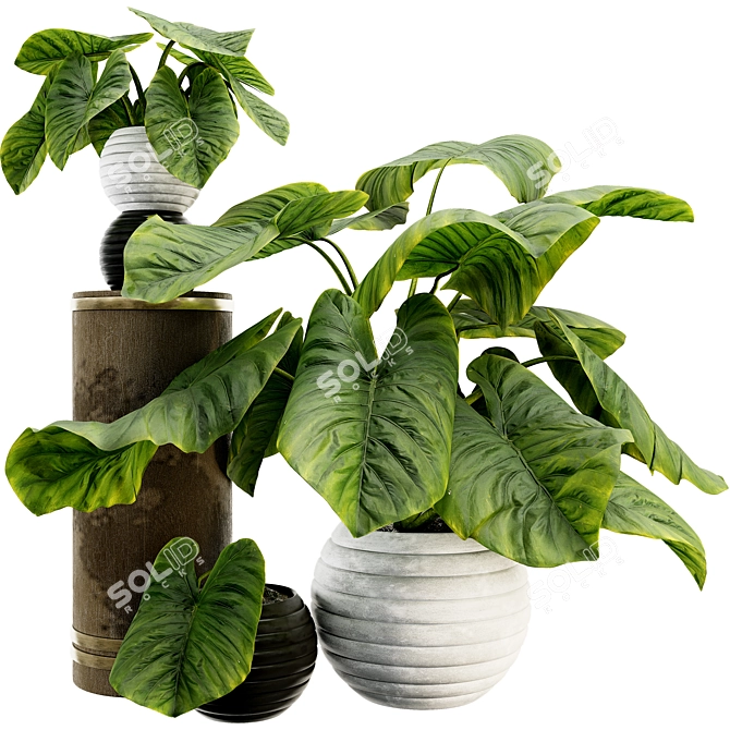 Tropical Elephant Ear Plant Collection 3D model image 1