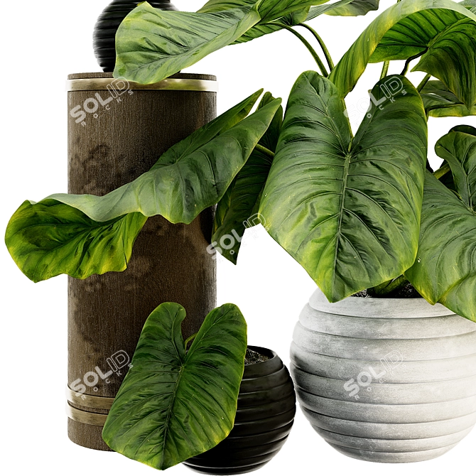Tropical Elephant Ear Plant Collection 3D model image 3
