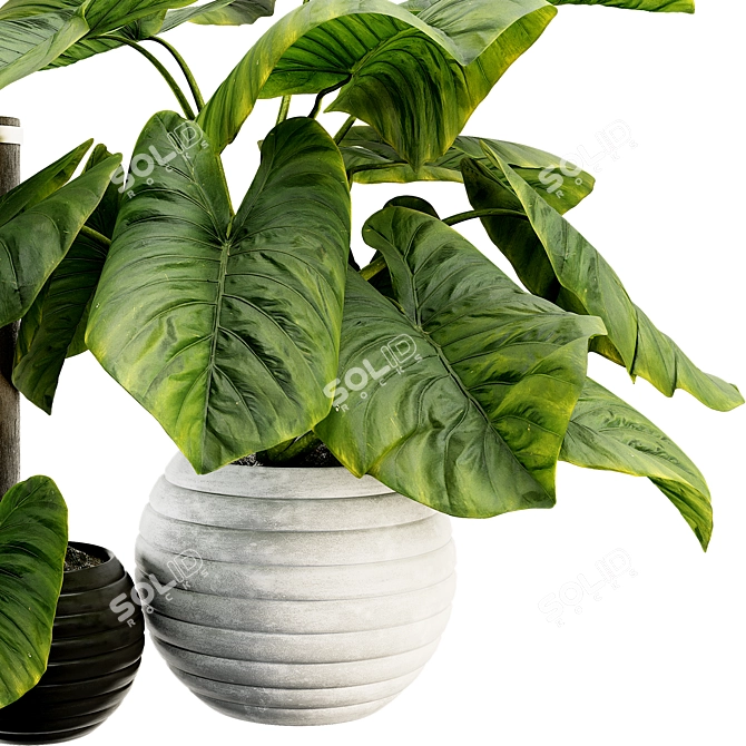Tropical Elephant Ear Plant Collection 3D model image 4