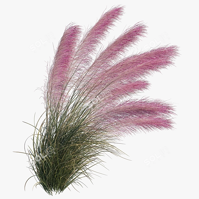 Pink Muhly Grass 3D Model 3D model image 3