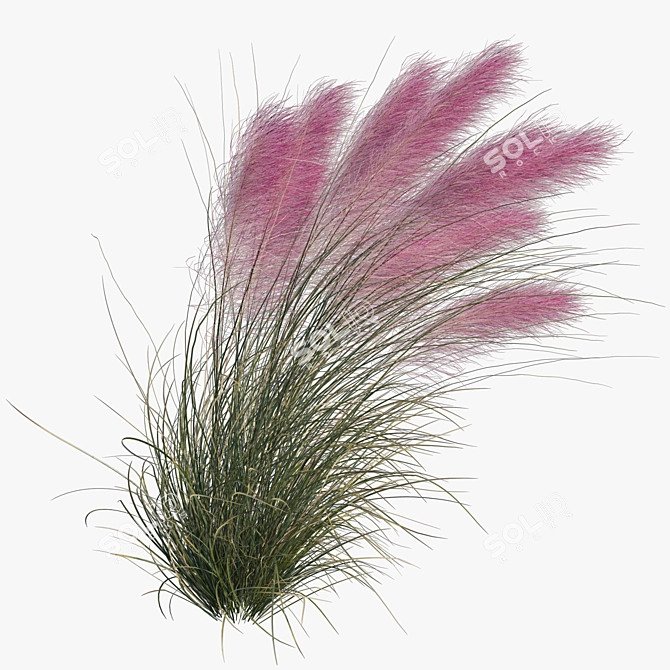 Pink Muhly Grass 3D Model 3D model image 4