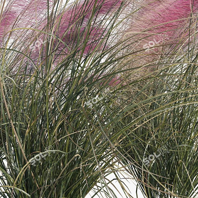 Pink Muhly Grass 3D Model 3D model image 7