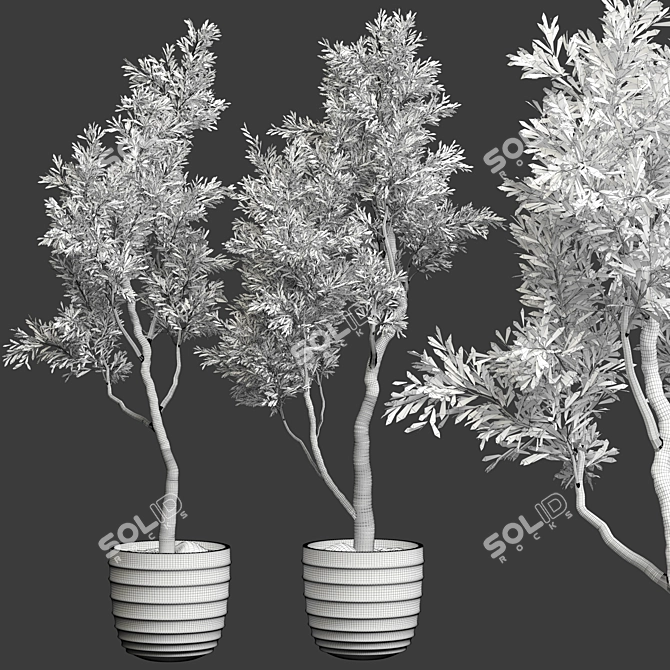 2015 Olive Plant 3D Model 3D model image 2